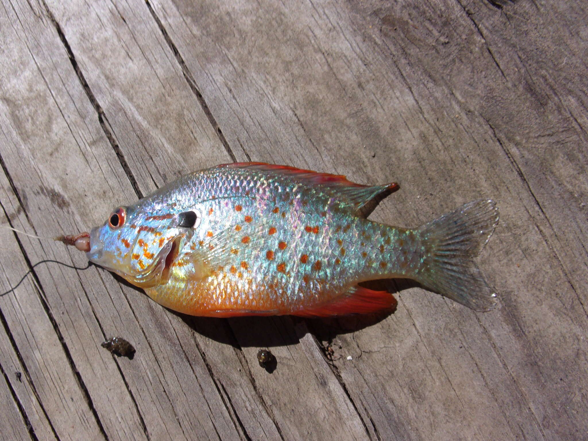 Image of Orangespotted Sunfish