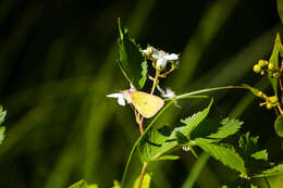 Image of Pink-edged sulphur