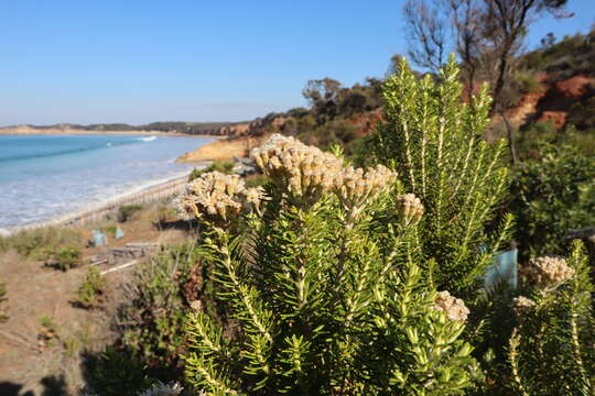 Imagem de Ozothamnus cinerea (Labill.) A. A. Anderberg