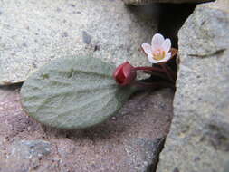 Claytonia umbellata S. Wats. resmi