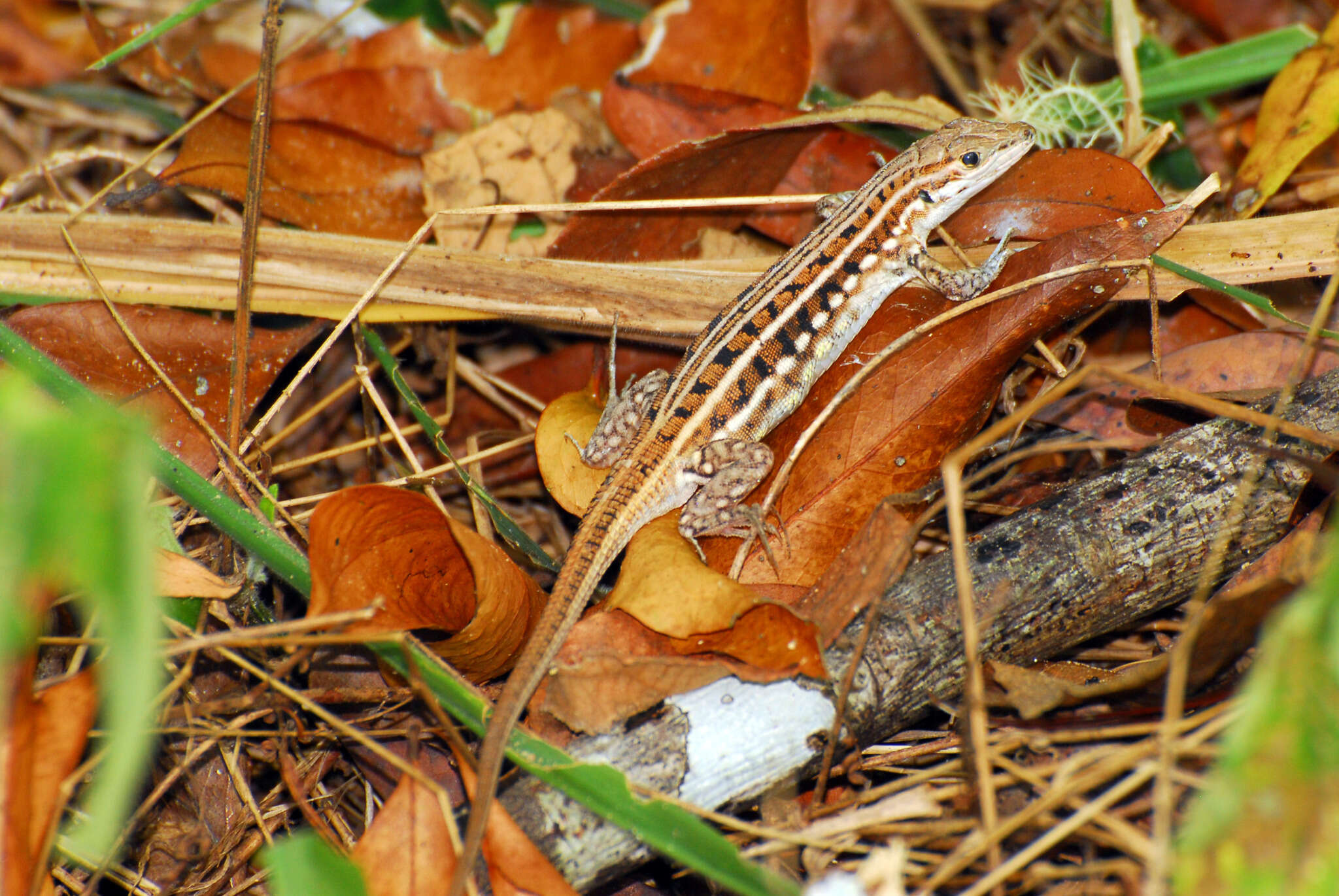 Image of Heliobolus spekii (Günther 1872)