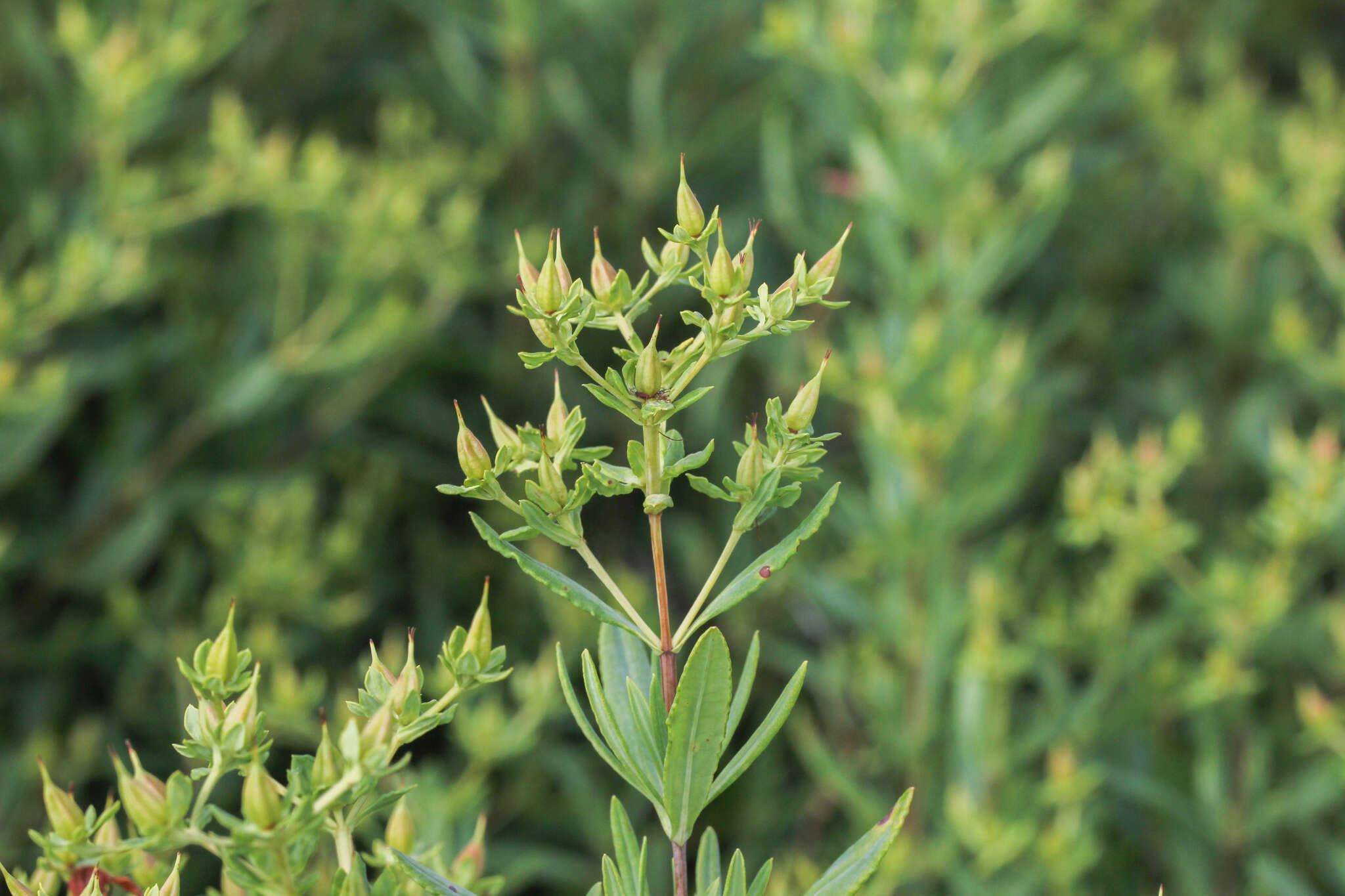 Sivun Hypericum swinkianum G. Wilh. & Rericha kuva