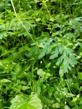 Image of curled starwort