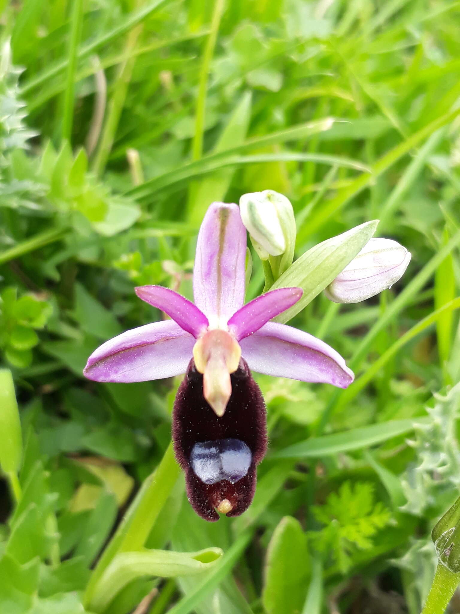 Слика од Ophrys bertolonii Moretti