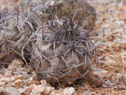 Image of Copiapoa montana F. Ritter