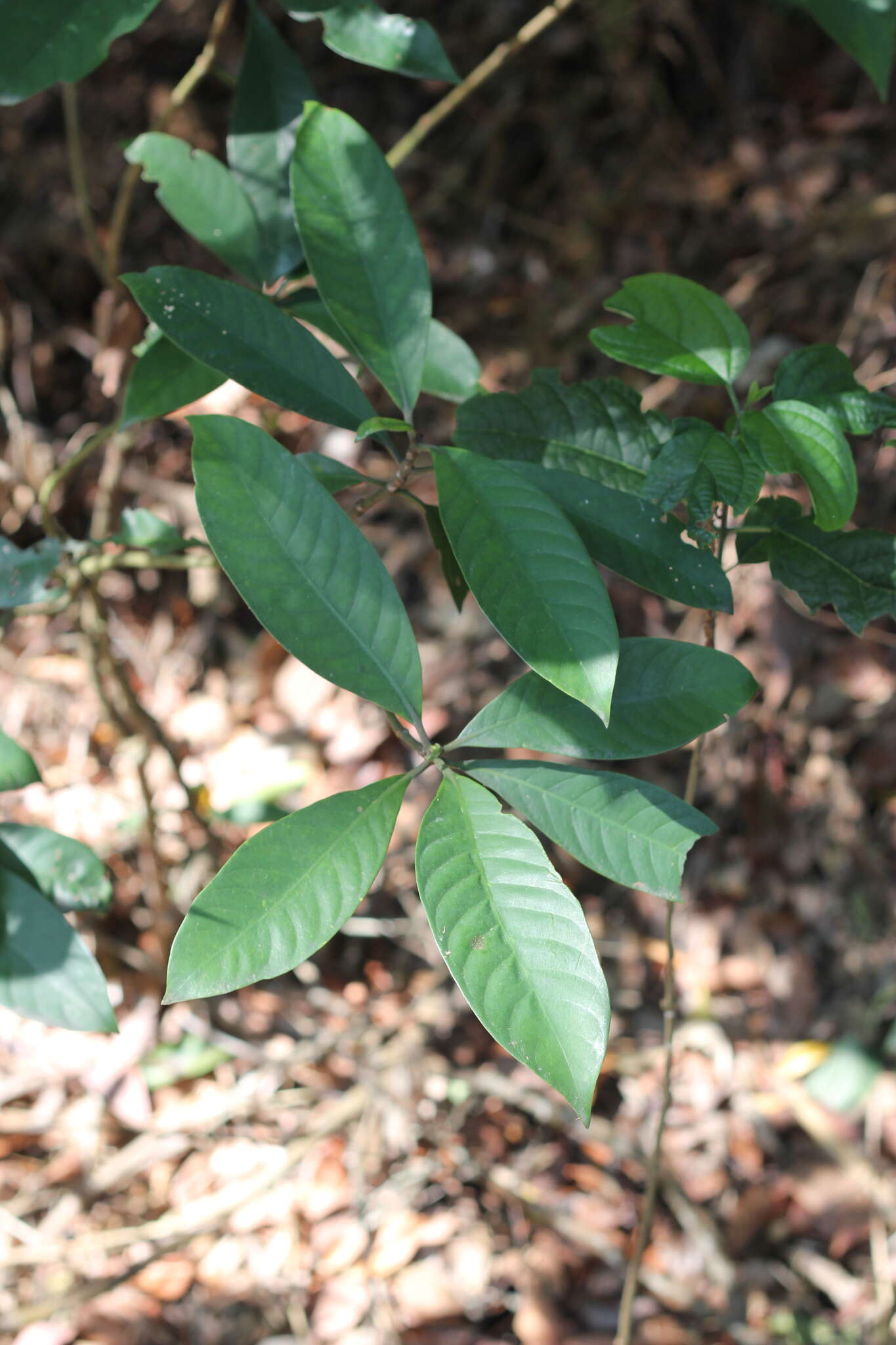 Image of Psychotria asiatica L.