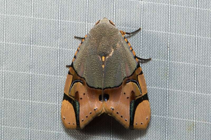 Image de Ramadasa fumipennis Warren 1916