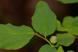 Image of Alaska blueberry