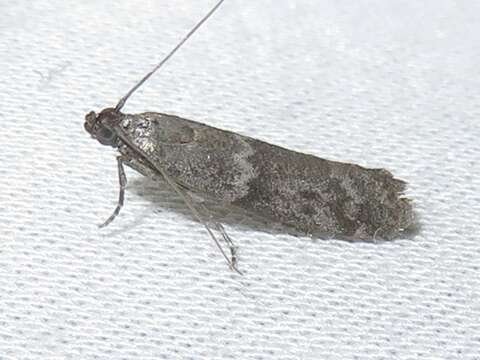 Plancia ëd Eurythmia angulella Ely 1910