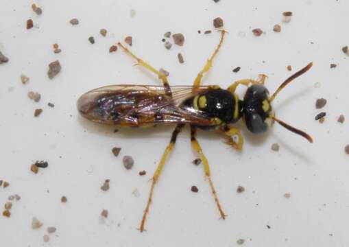 Image of Philanthus venustus (Rossi 1790)