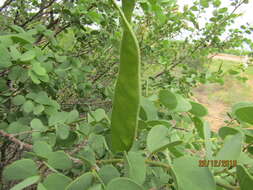 Image of Kalahari bauhinia