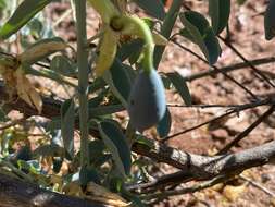 Image of Blue Bushcherry