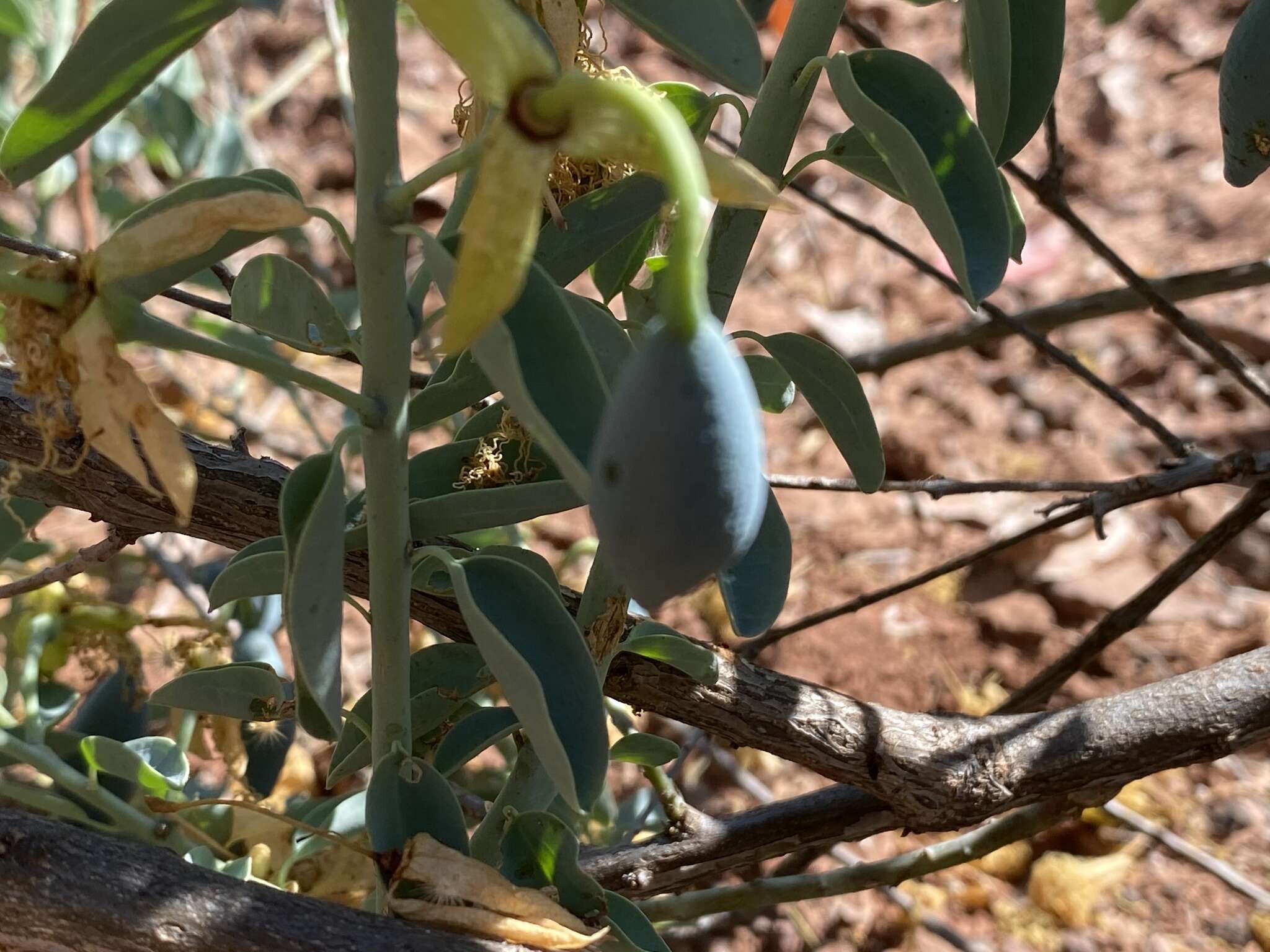 Image of Blue Bushcherry