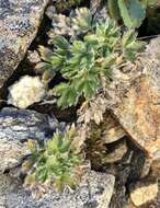 Image of dwarf mountain cinquefoil