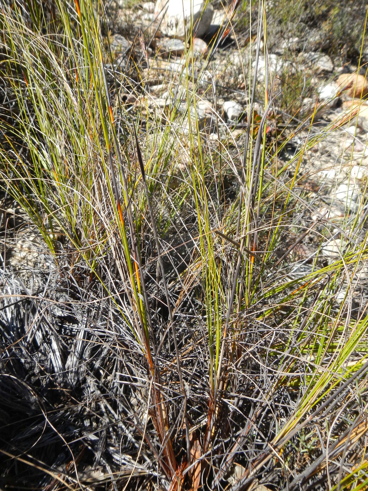 Image of Tetraria ustulata (L.) C. B. Clarke