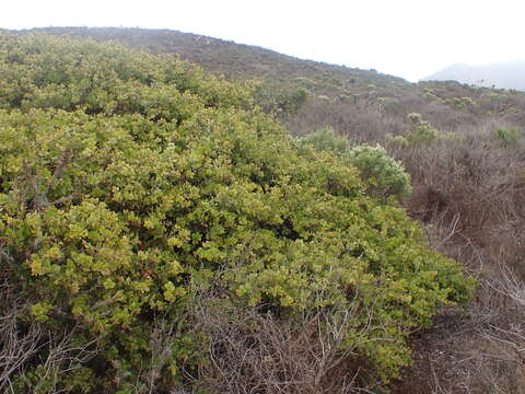 Plancia ëd Arctostaphylos pechoensis (Abrams) Dudley