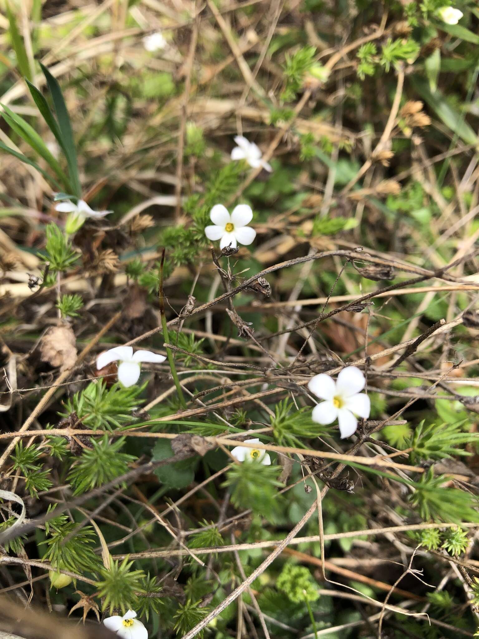 صورة Hemiphragma heterophyllum Wall.