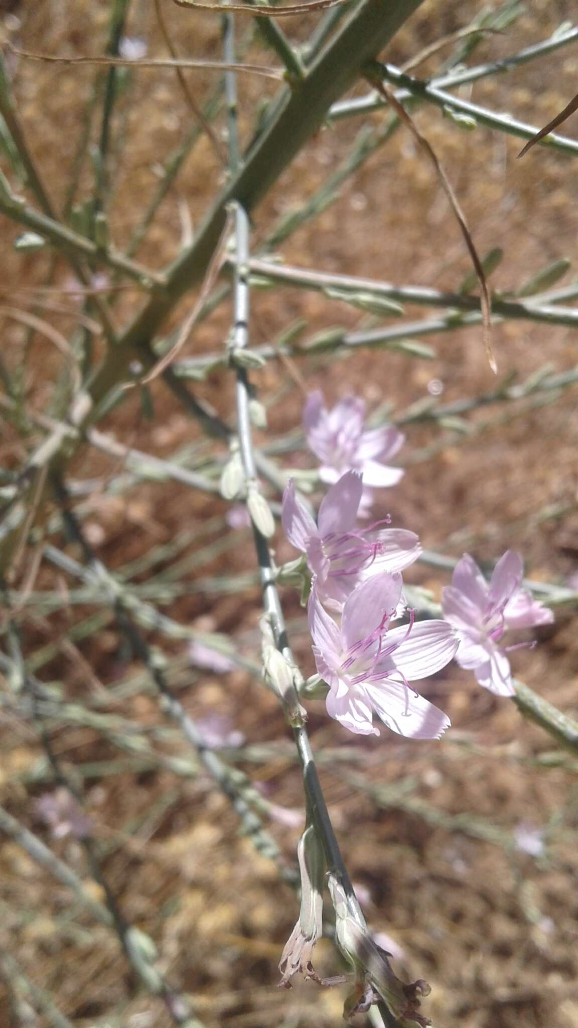 صورة Stephanomeria virgata subsp. pleurocarpa (Greene) Gottlieb