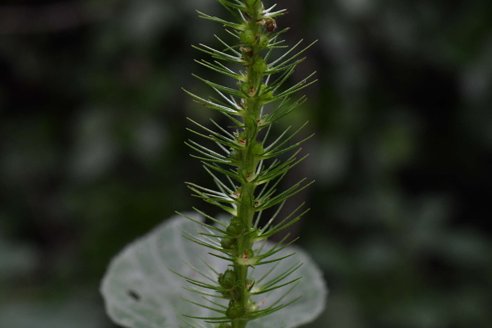 Imagem de Acalypha carrascoana Cardiel