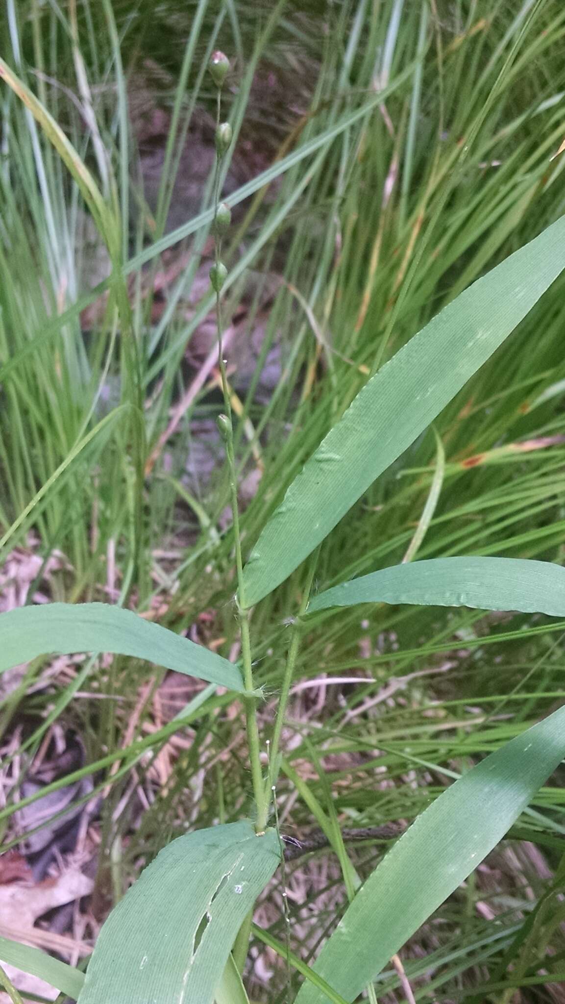 Panicum xanthophysum A. Gray的圖片