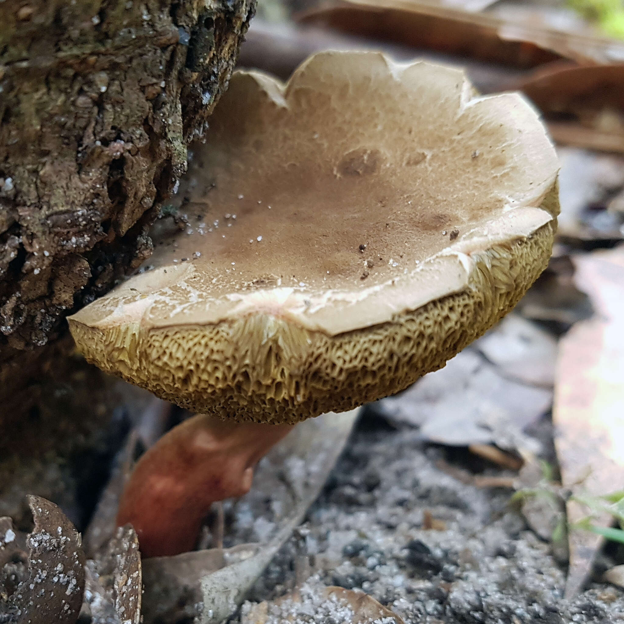 Image of Boletellus badiovinosus E. Horak 1977