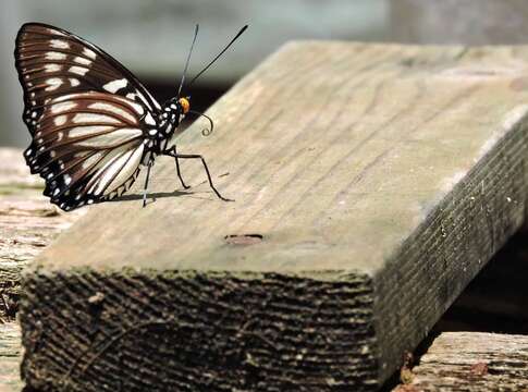 Imagem de Euripus nyctelius Doubleday 1845