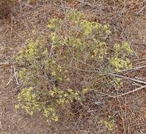 Image of San Joaquin snakeweed