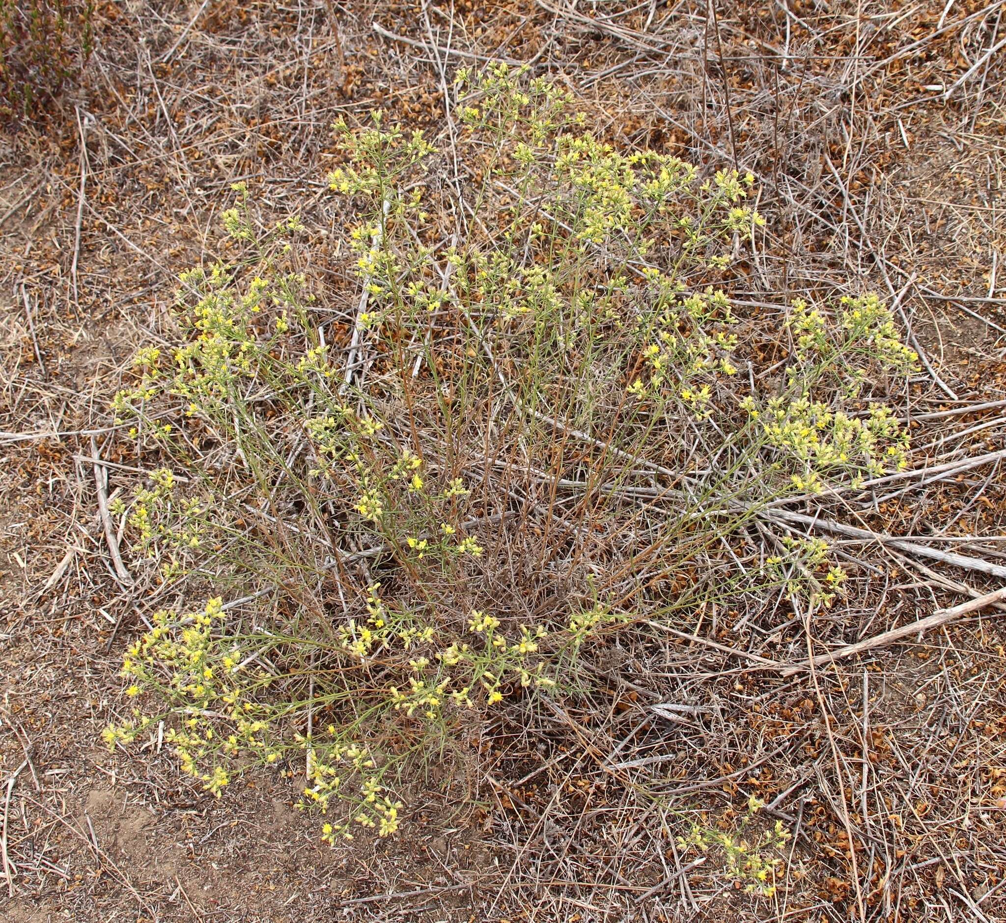 Image of San Joaquin snakeweed