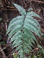 Слика од Athyrium clivicola Tag.