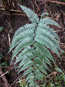 Image of Athyrium clivicola Tag.