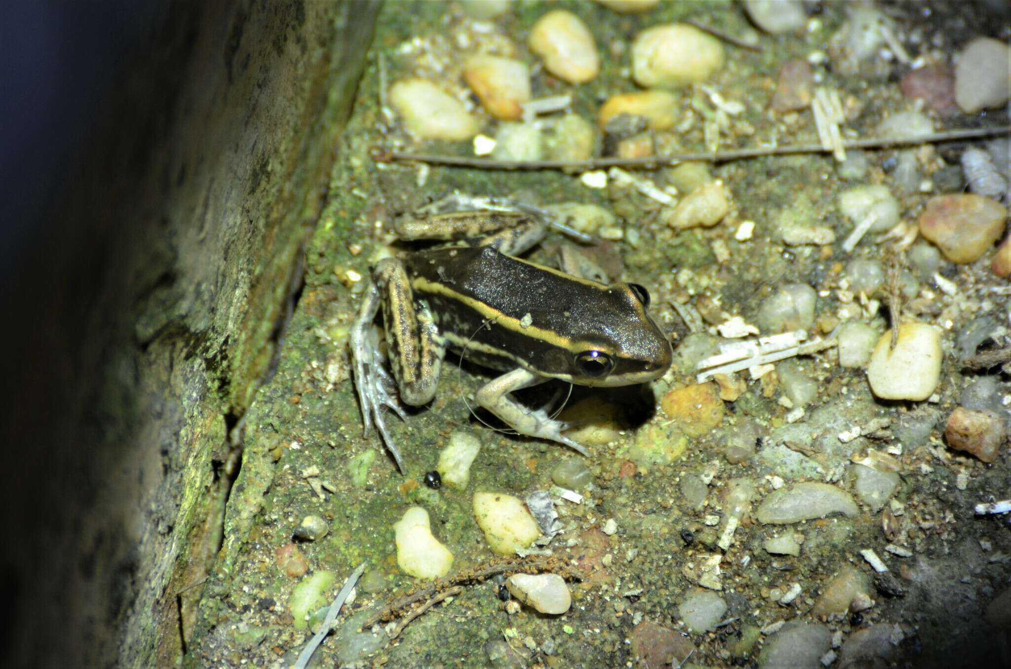 Image of Galam white-lipped frog