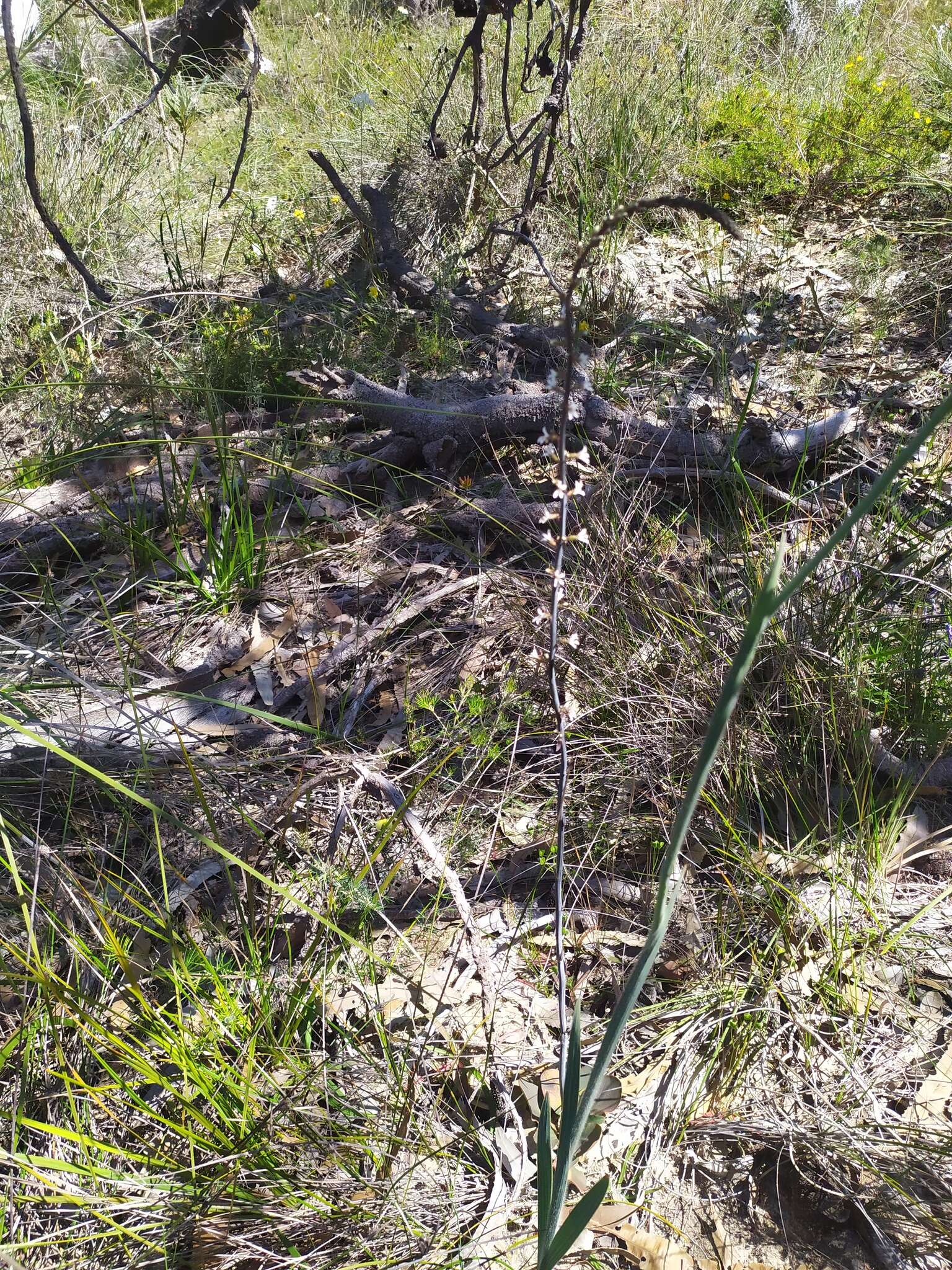 Image of Stylidium carnosum Benth.