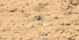 Image of Cicindela (Cicindela) lengi lengi W. Horn 1908