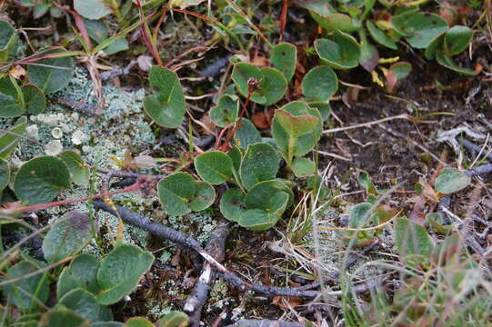 Image of snowbed willow