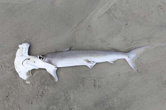 Image of hammerhead sharks