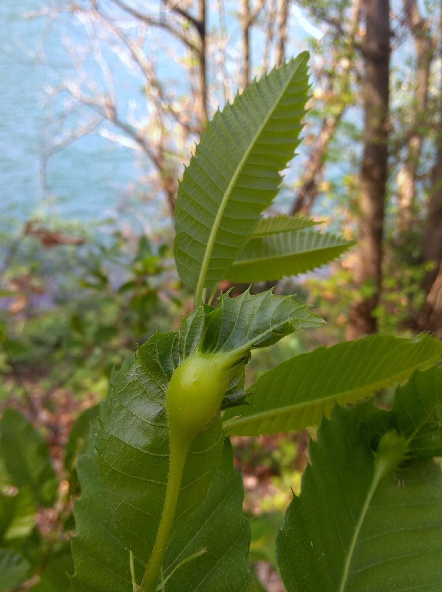 Image of Asian chestnut gall wasp