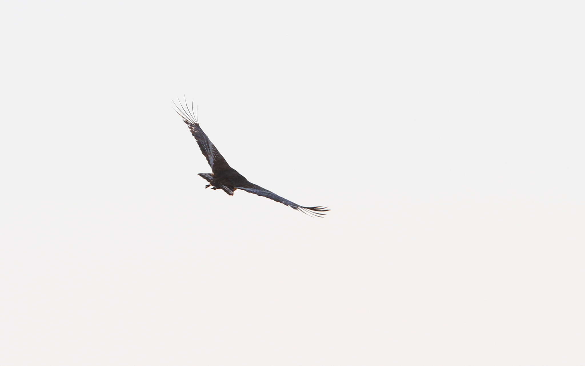 Image of Arabian Bustard