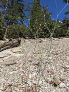 Imagem de Eriogonum nudum var. pauciflorum S. Wats.