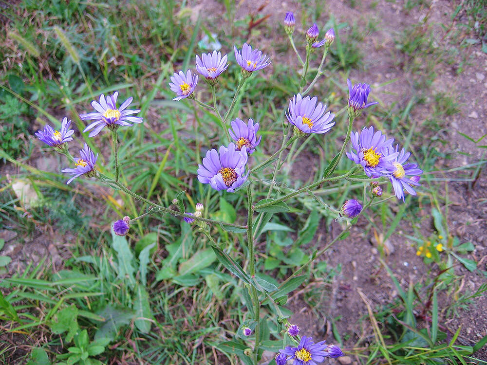 Image of Tatarian aster