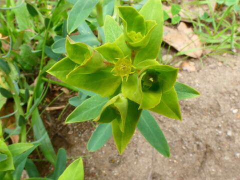 Image of Geraldton carnation weed