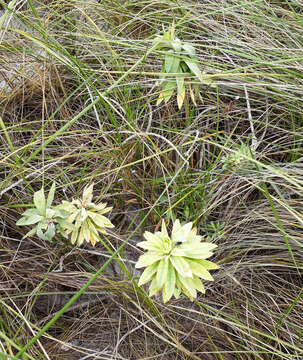 صورة Euphorbia glauca G. Forst.