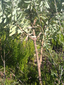 Plancia ëd Leucospermum formosum Knight ex Loud.