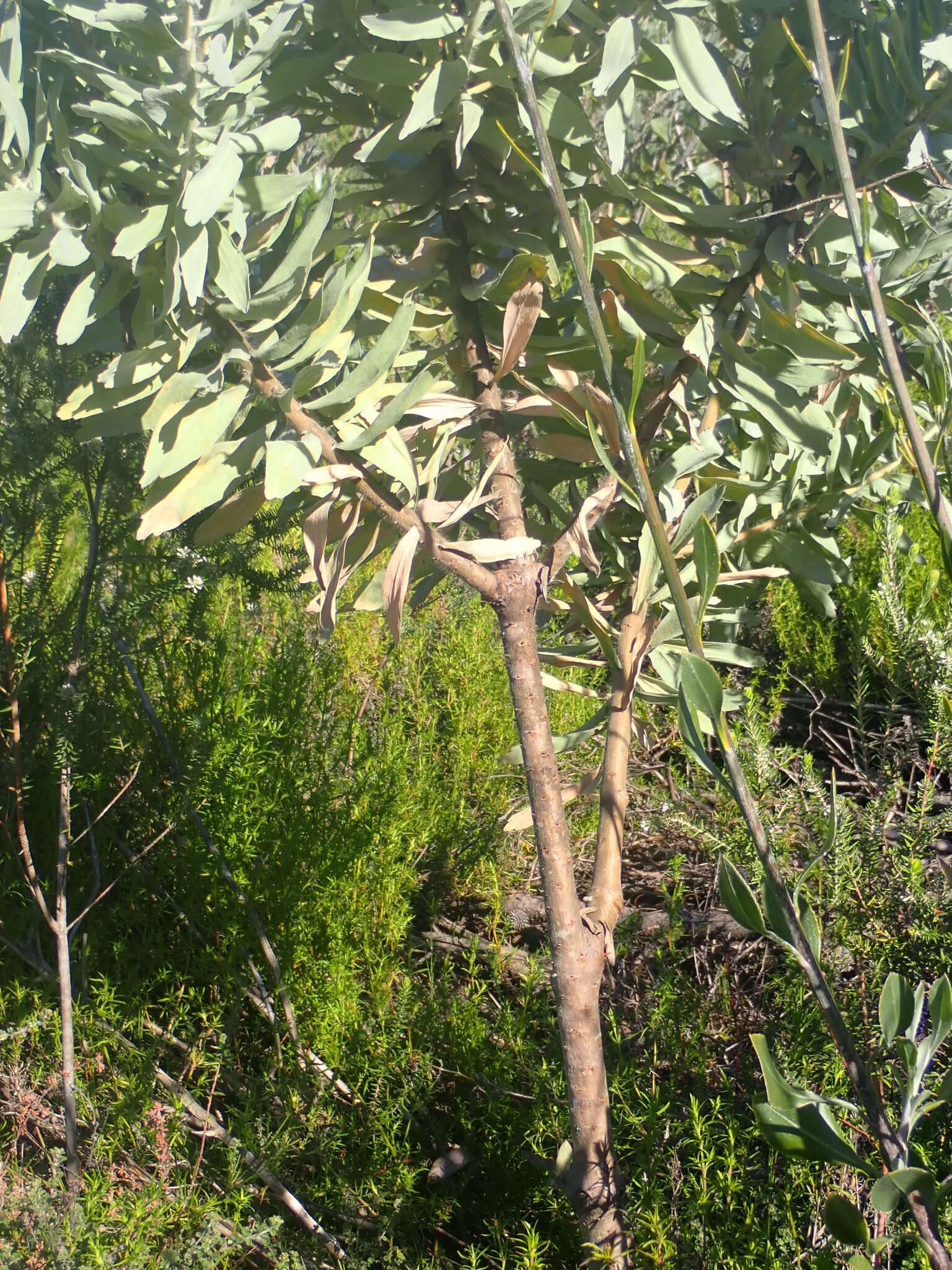 Image of Silver-leaf wheel pincushion