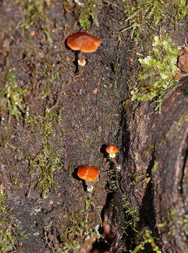 Image of Conocybe filaris (Fr.) Kühner 1935