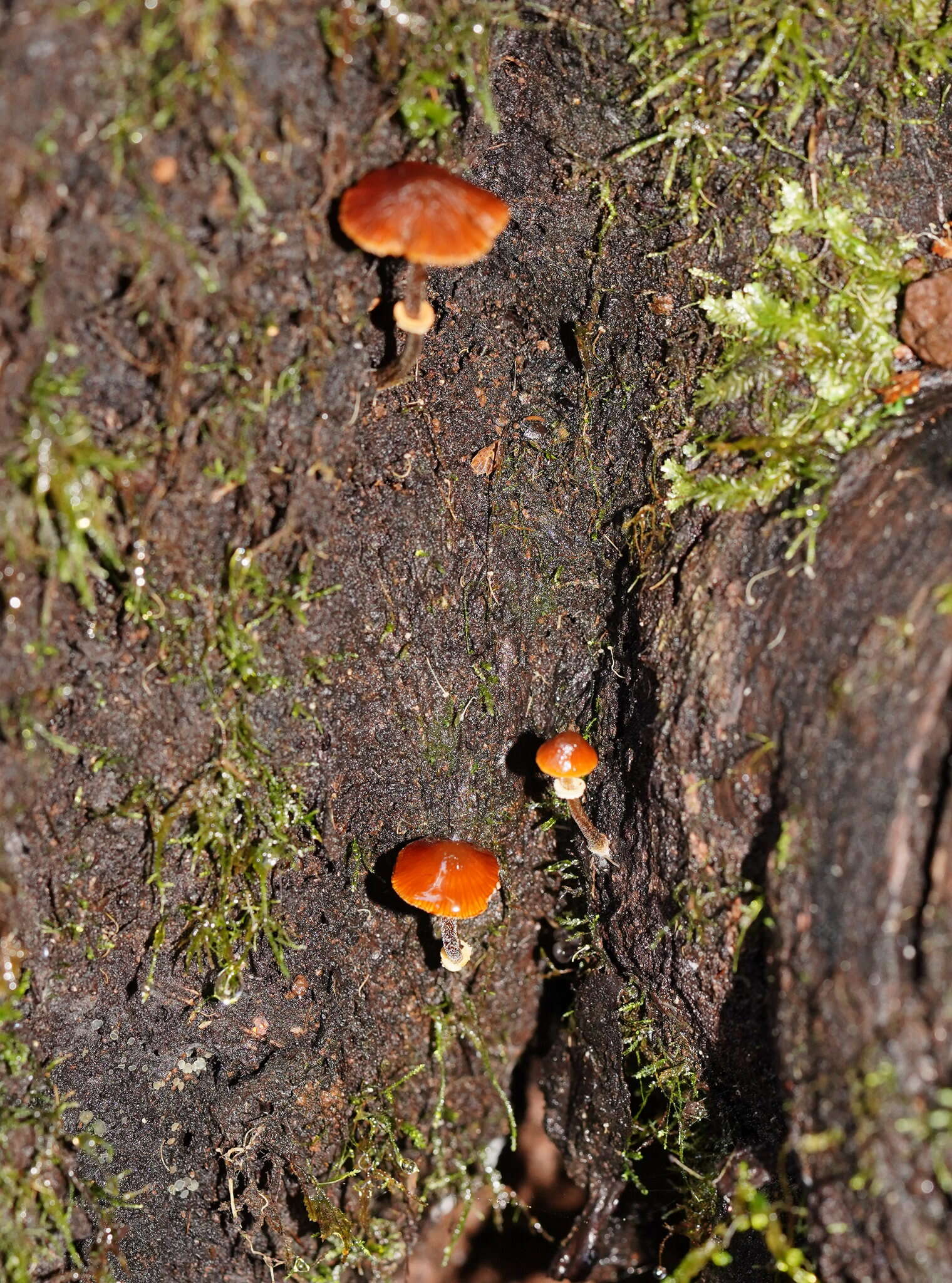 Conocybe filaris (Fr.) Kühner 1935的圖片