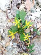 Image of Barleria oenotheroides Dum.-Cours.