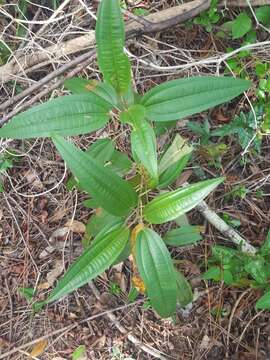 Image de Miconia bicolor (Mill.) Triana