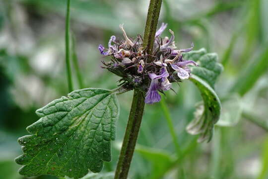 Слика од Marrubium catariifolium Desr.