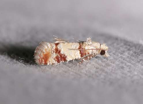 Image of Subtropical Pine Tip Moth