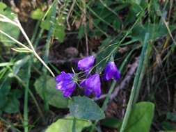 Image of Campanula rhomboidalis L.